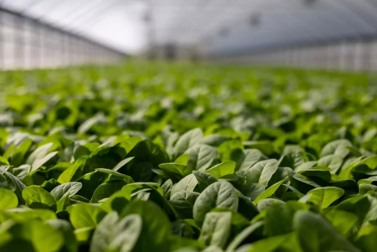 Agritech Technologies That Drive the Future of Food